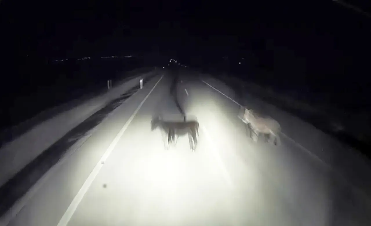 Tırın eşeklere çarpma anı kameralara yansıdı
