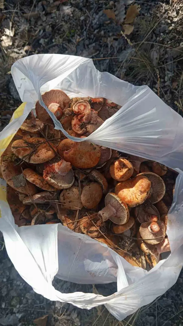 Ankara’da kanlıca mantarı hasadı başladı