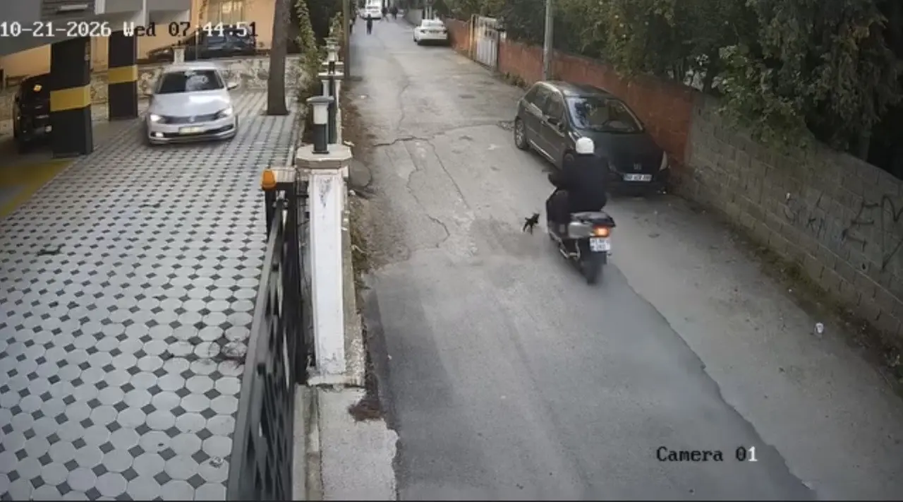 Osmaniye’de motosikletin çarptığı kedi öldü