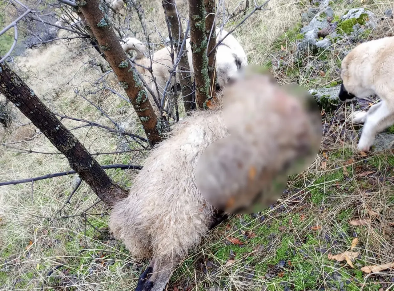Tunceli’de kurt saldırısı: 14 koyun telef oldu