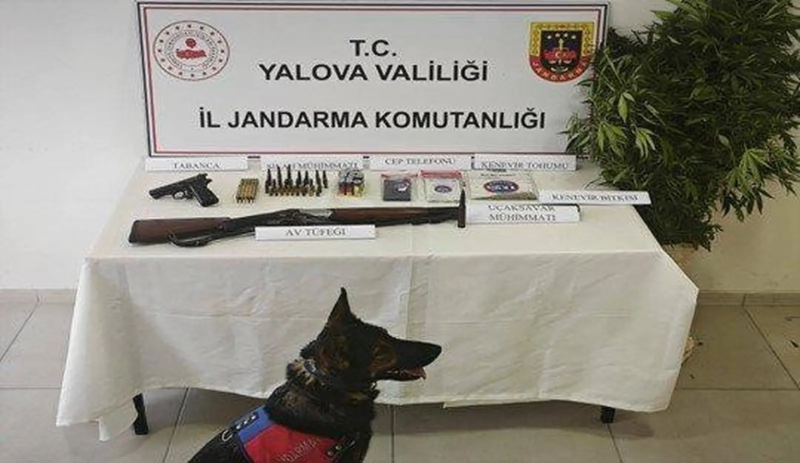 Yalova’da yasa dışı kenevir operasyonu