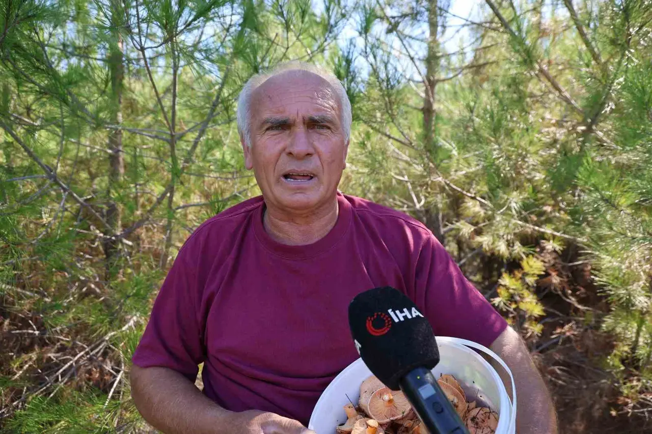Yağmurlarla birlikte çam ormanları mantarlarla doldu