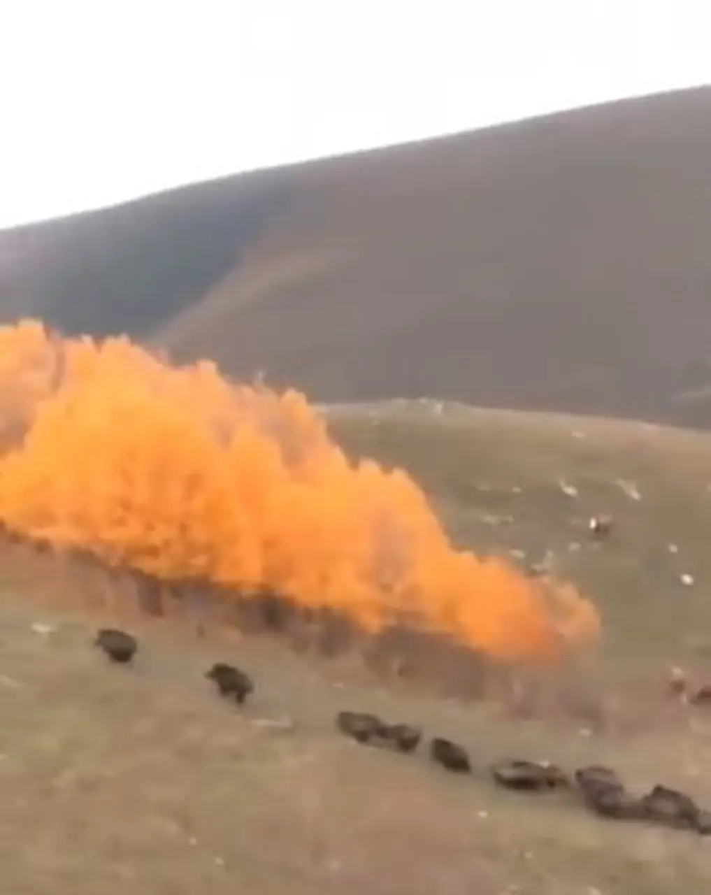 Domuz sürüsü büyükbaş hayvanların yakınında görüntülendi