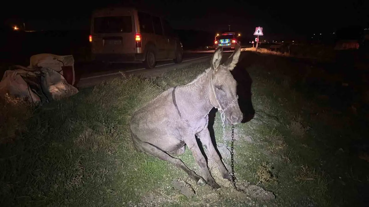 Karaman’da hafif ticari aracın çarptığı eşek telef oldu