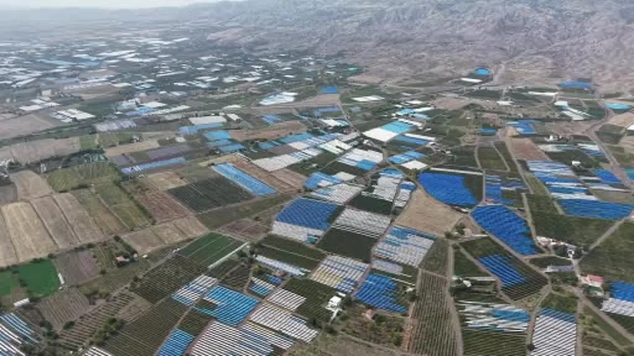 Tescilli üzümde hasat devam ediyor: 80 bin ton rekolte bekleniyor