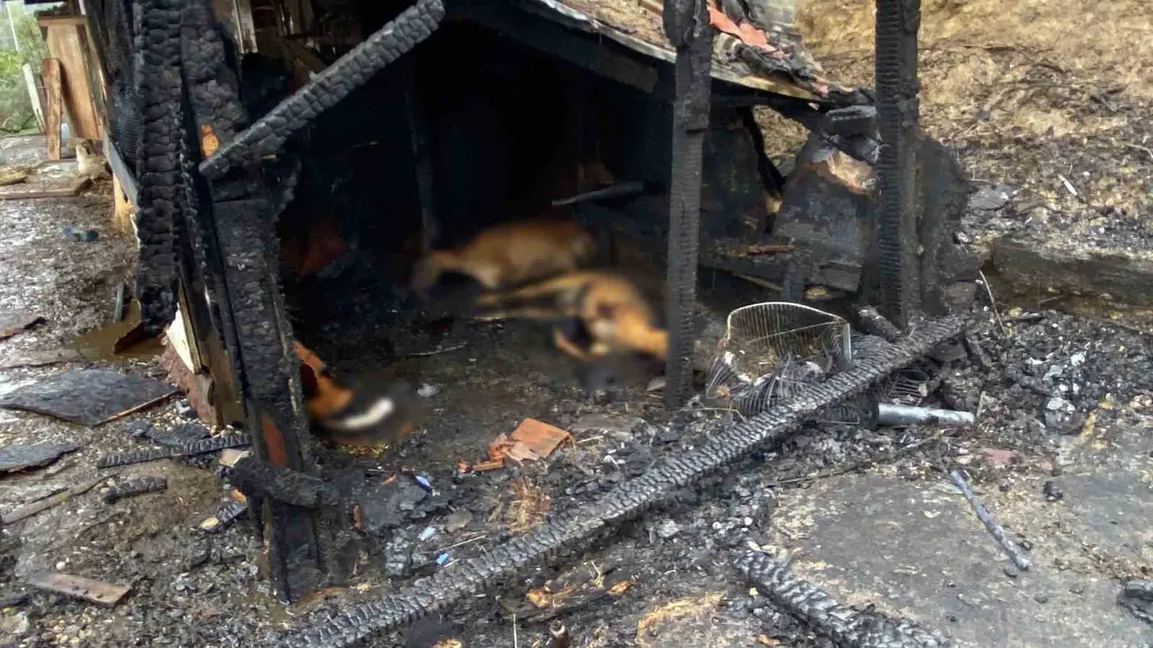 Kocaeli’de ahır yangını: 34 hayvan telef oldu