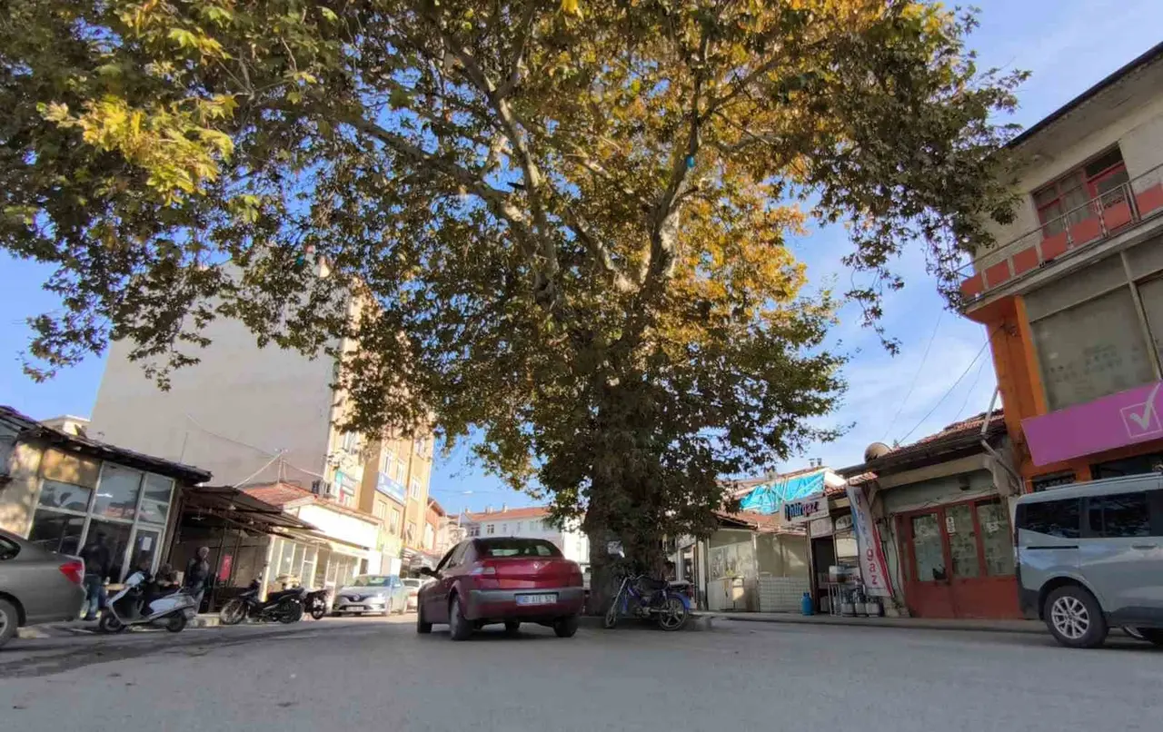 Bir zamanlar darağacı olarak kullanıldığı rivayet edilen çınar, ilçenin simgesi oldu