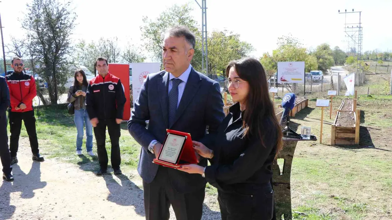 Safranda hasat dönemi