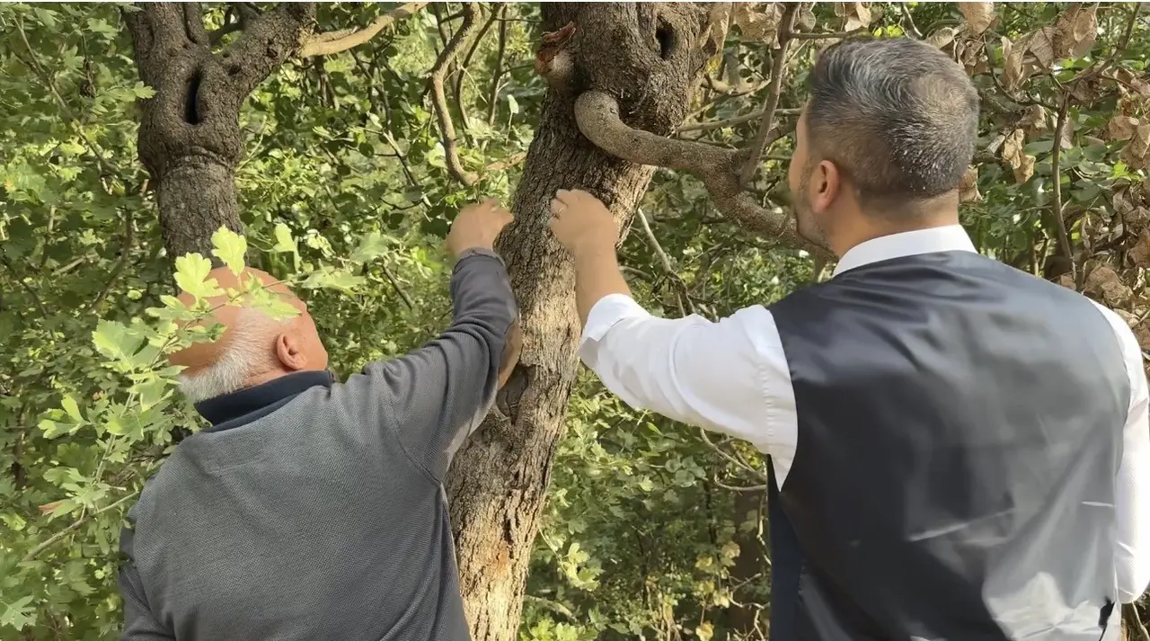 Doski Vadisi’nde 50 yıllık Antep fıstığı üretimi: "Yüksekova’da olmaz" denilen ürün hasat ediliyor