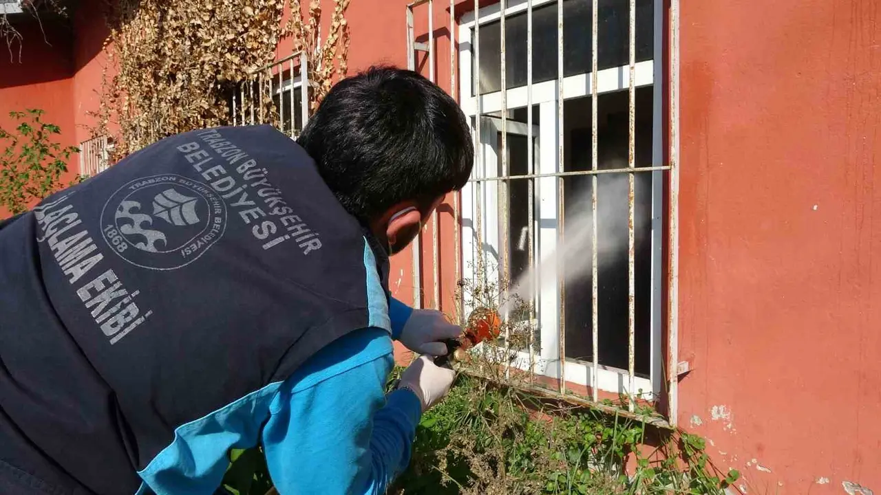 Trabzon’da kokarcaya karşı seferberlik sonuç veriyor, kokarca popülasyonu azalıyor