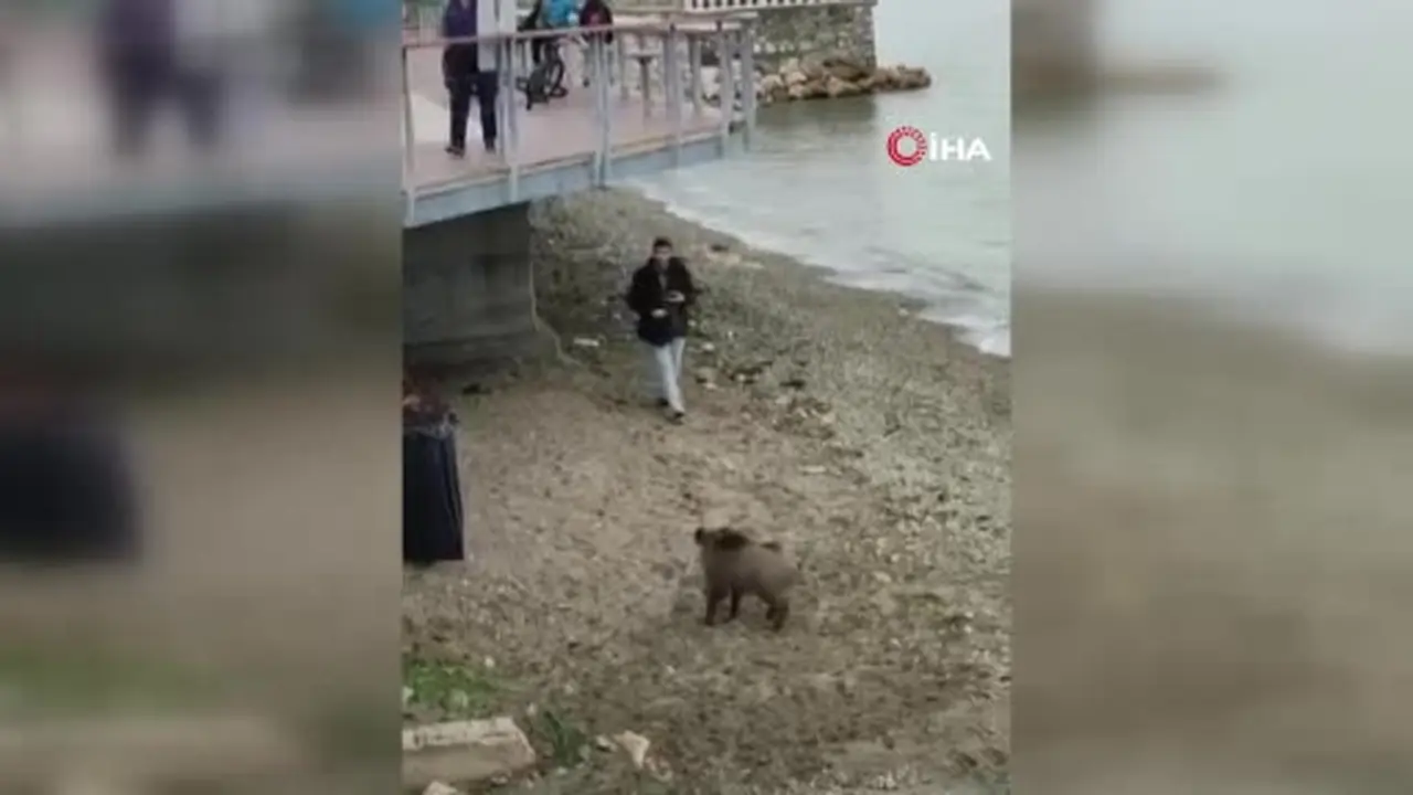 Bursa’da aç kalan domuz Mudanya sahiline indi