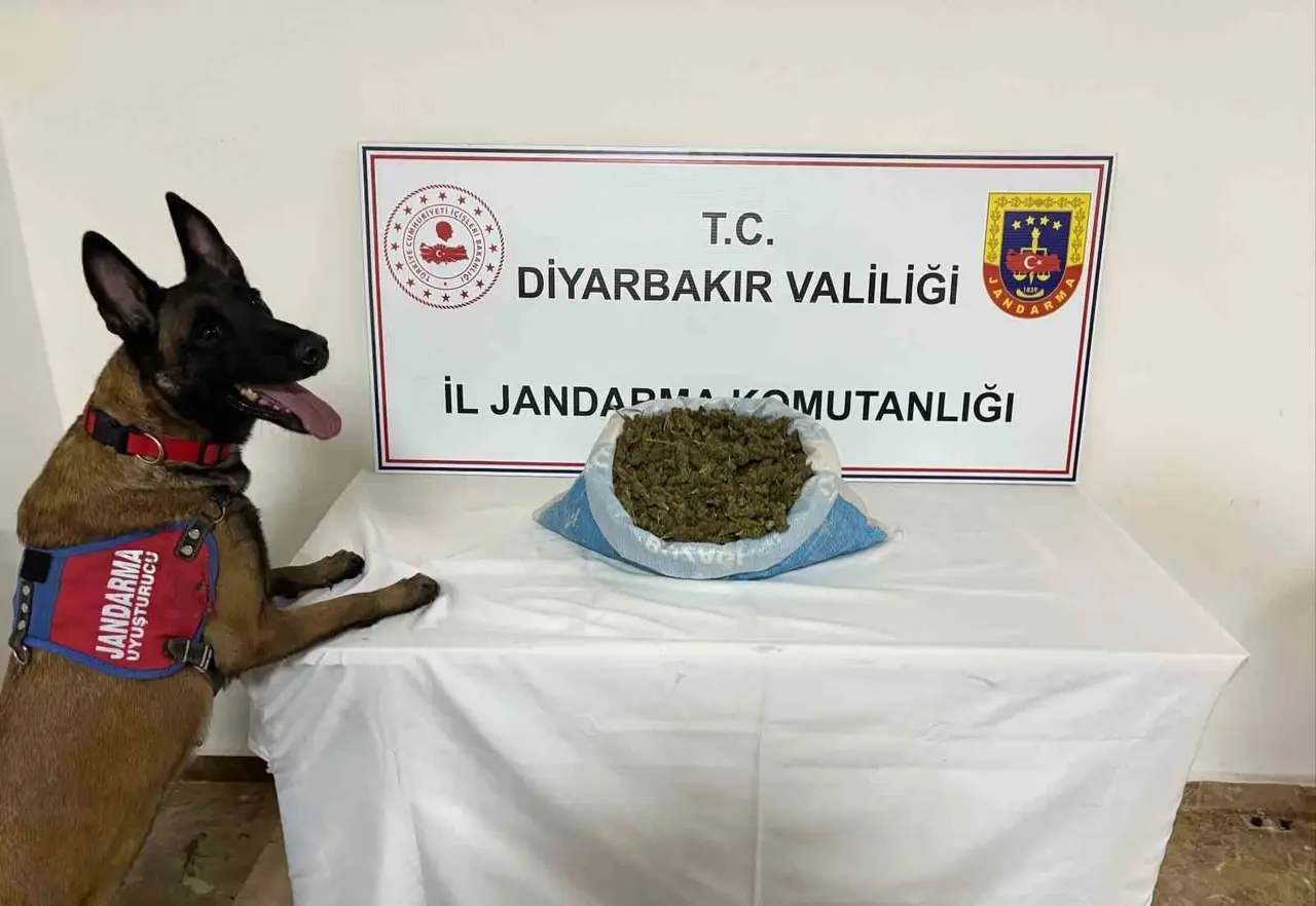 Diyarbakır’da 44 bin 327 kök kenevir ele geçirildi
