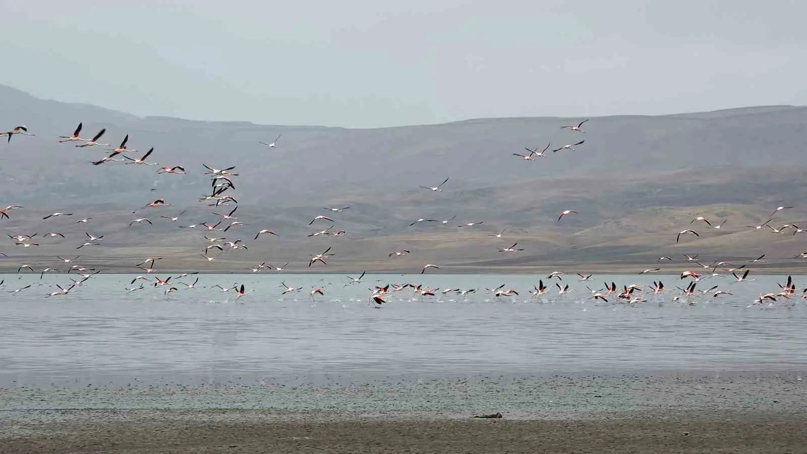 Van Gölü havzasında allı turnaların görsel şöleni