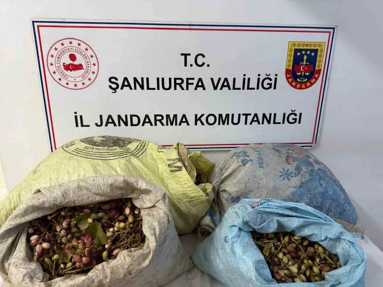 Şanlıurfa’da 4 fıstık hırsızı suçüstü yakalandı