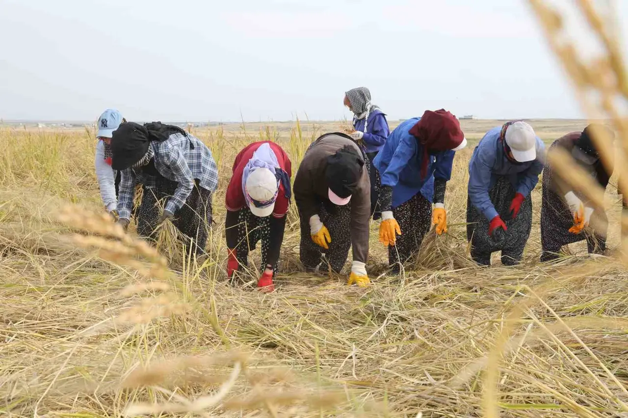 Diyarbakır’ın tescilli Karacadağ pirinci hem biçerdöverle hem de imece usulü biçiliyor