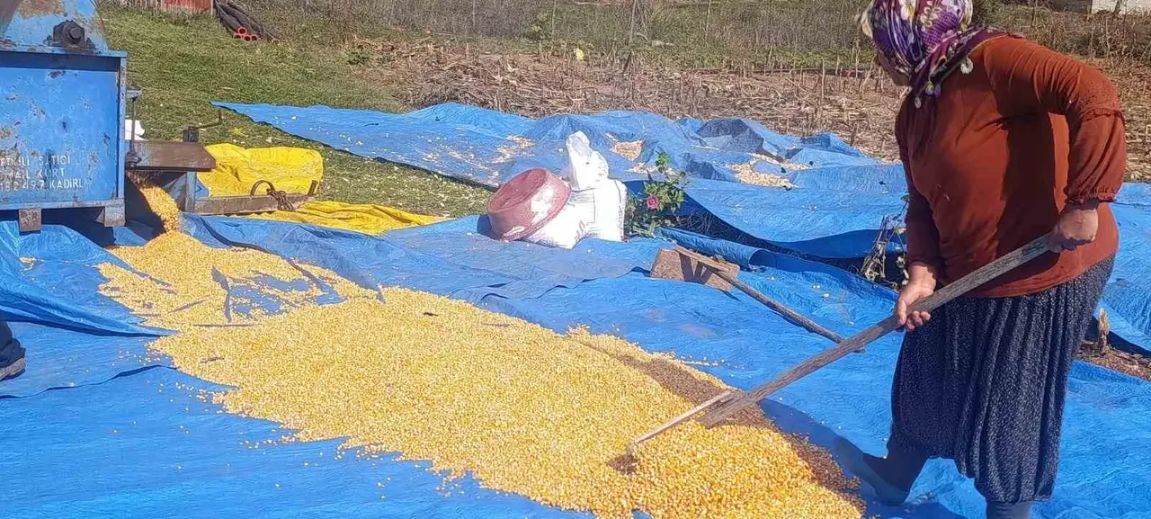 Andırın’da yerli mısır hasadı, Patosta çekilen mahsul güneşte kurutuluyor
