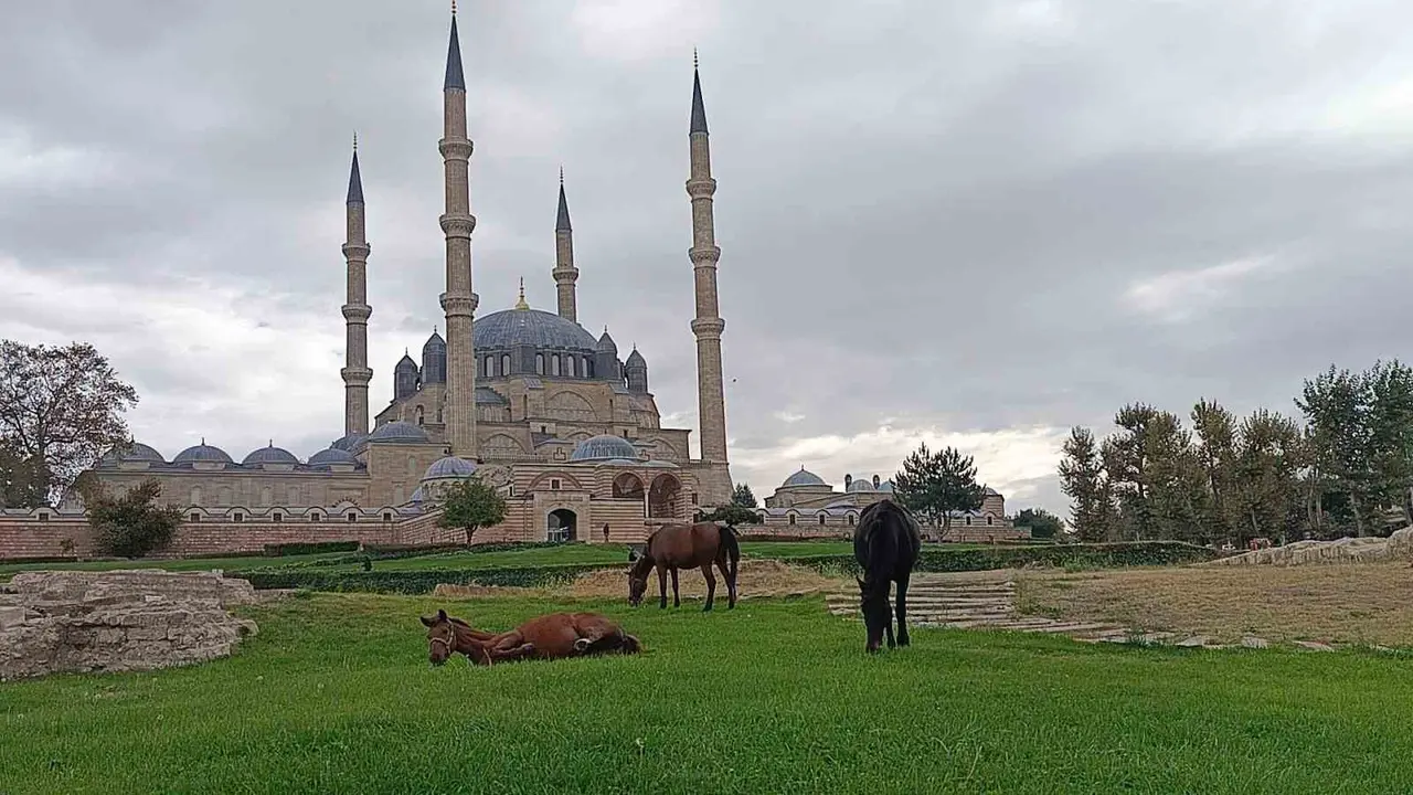 Edirne’de Selimiye Meydanı’nda başıboş atlar görenleri şaşırttı