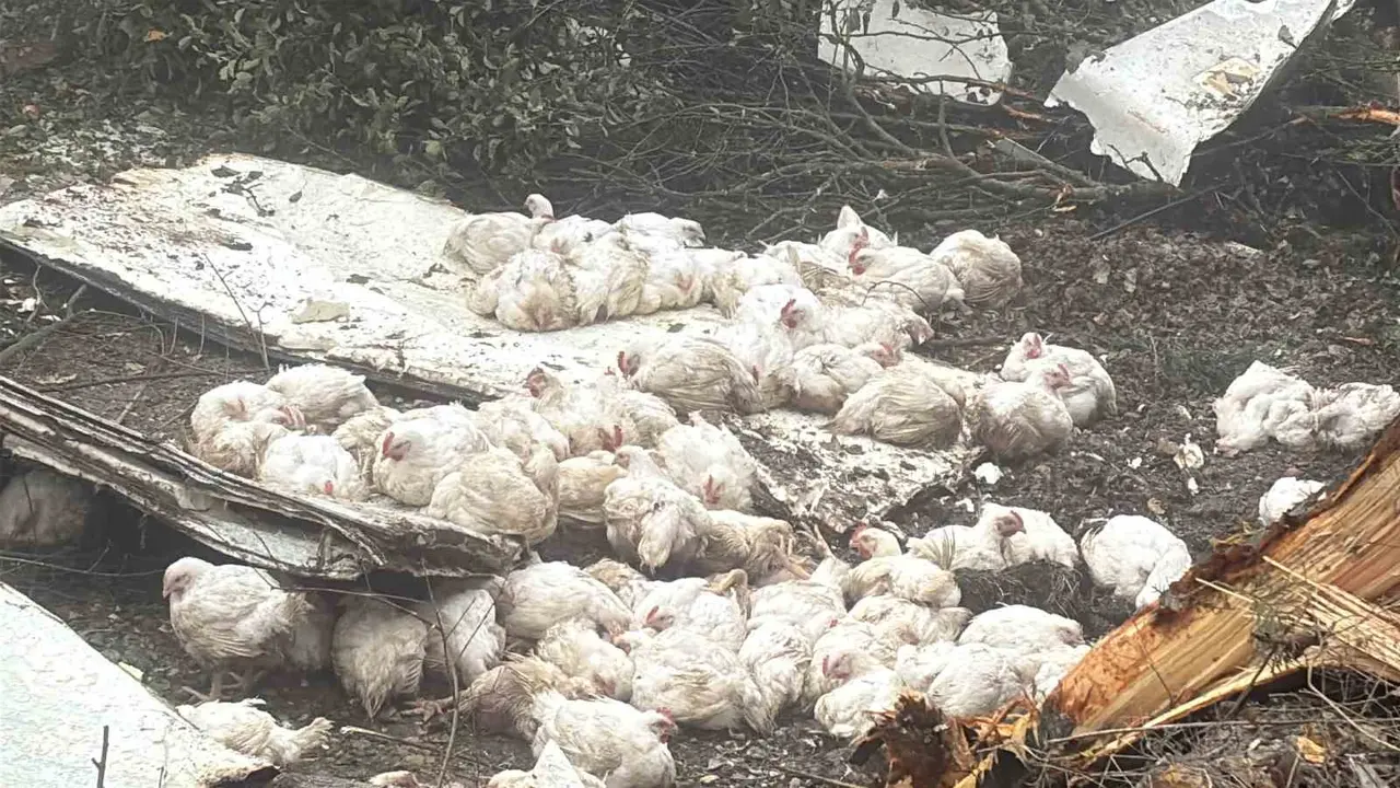 Bolu’da virajı alamayan kamyon devrildi: Onlarca tavuk telef oldu