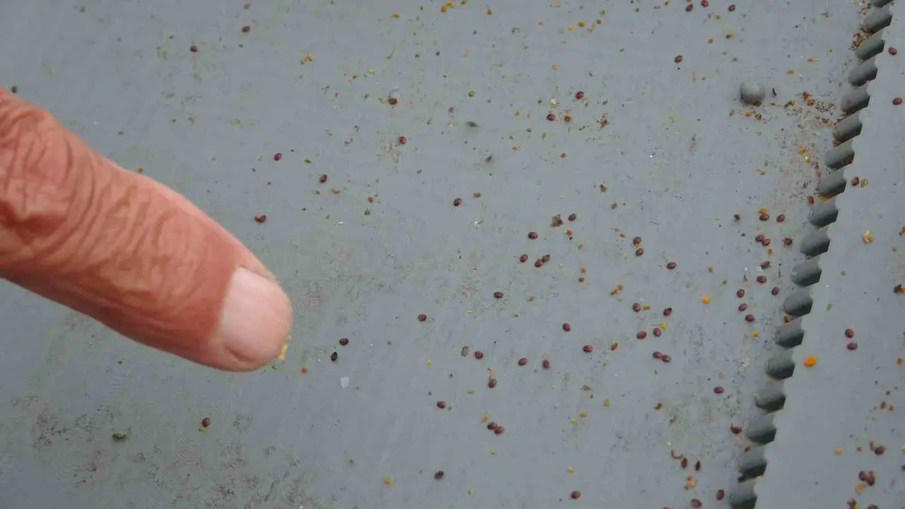 Arılı kovanların ilkbahara sağlıklı çıkması için varroa mücadelesi büyük önem taşıyor