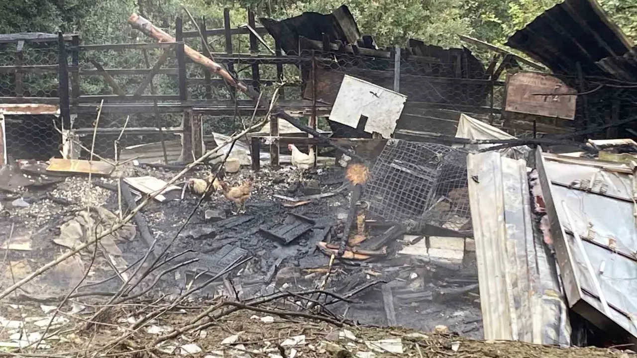 Kocaeli’de ahır yangını: 34 hayvan telef oldu