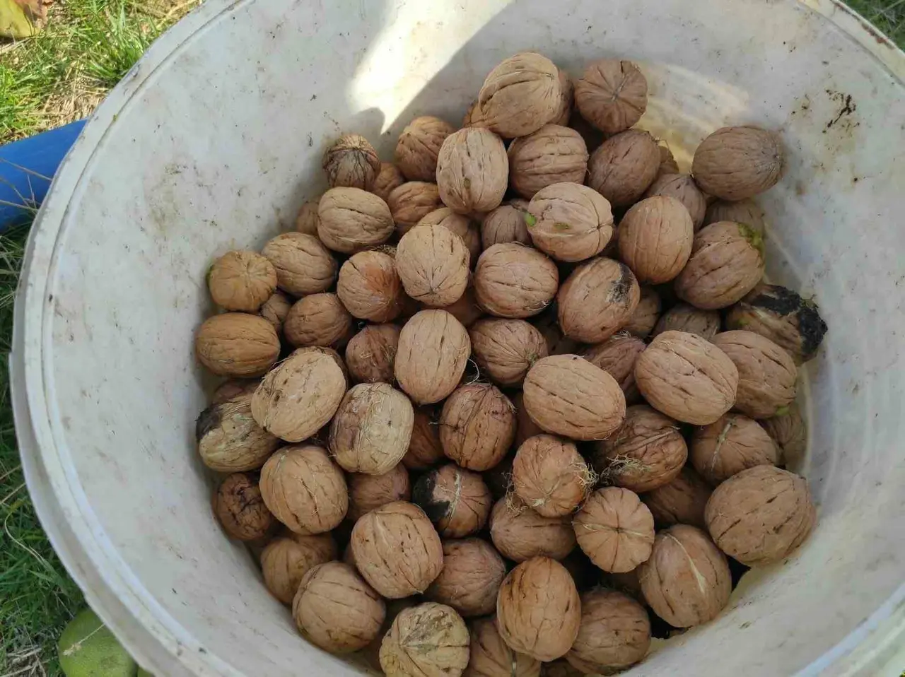 Sason’da ceviz hasadı başladı