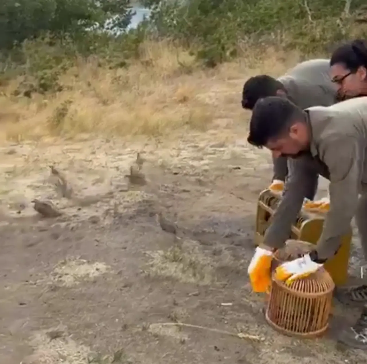 Bitlis’te kaçak avlanmış canlı keklikler doğaya salındı