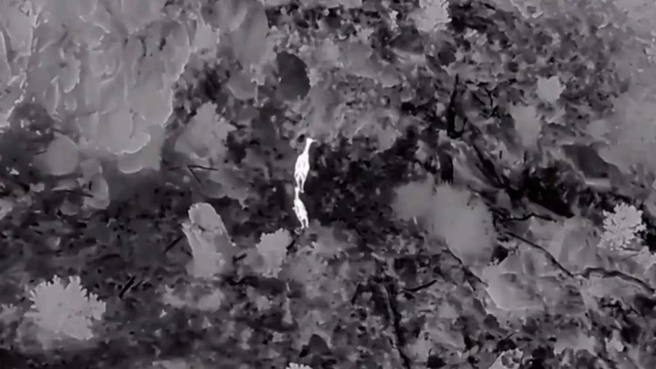 Akdağ’da kızıl geyikler termal dronla görüntülendi