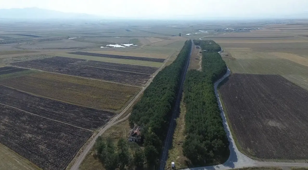 COP31’e örnek bir hikaye: 55 yıl önce diktiği fidanların ormana dönüşmesini gururla izliyor