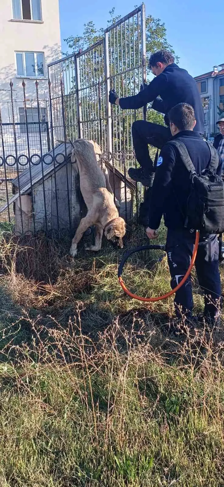 İtfaiye ekipleri duvarda mahsur kalan kedi ile parmaklıklara sıkışan köpeği kurtardı