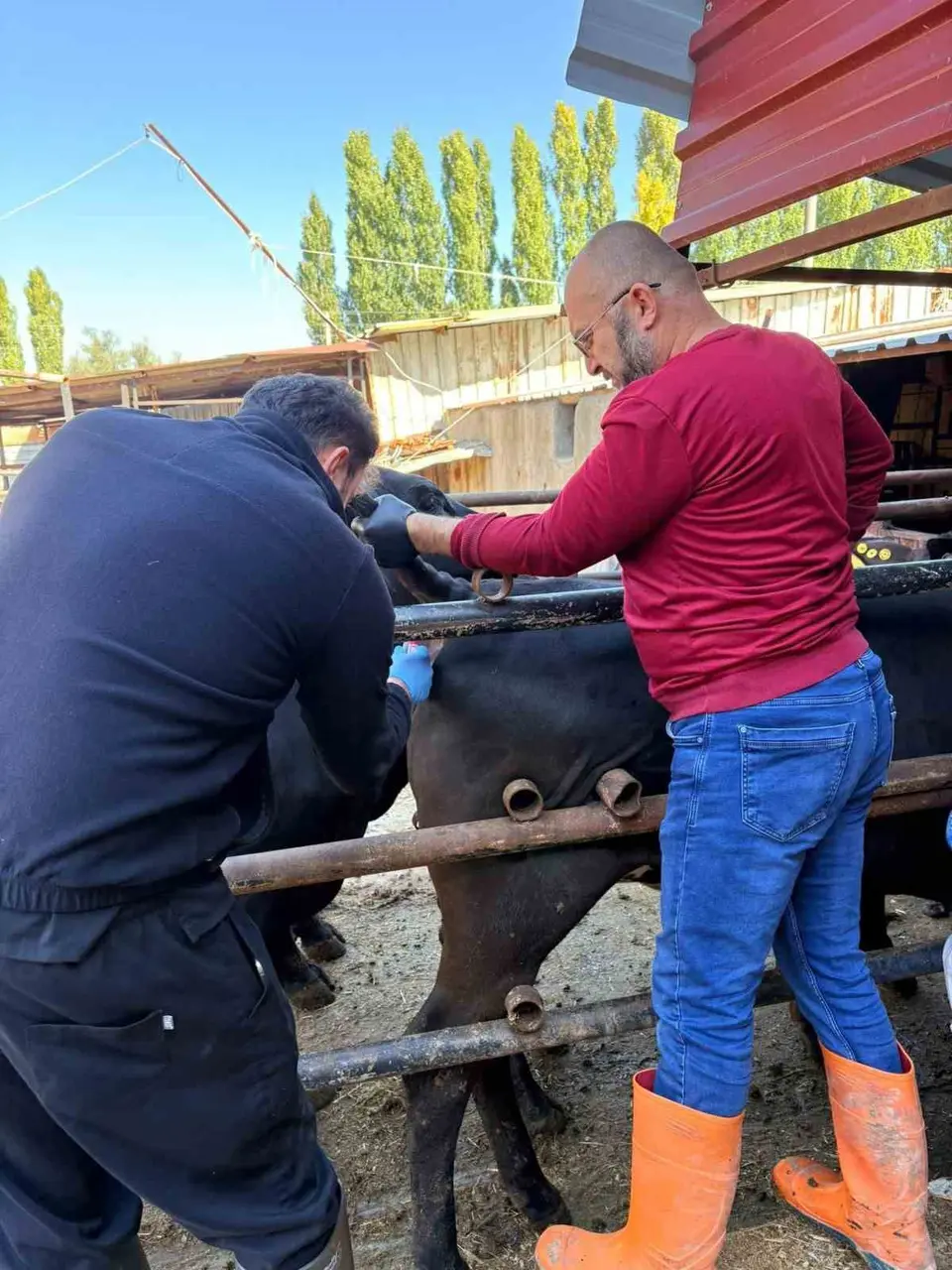 Damızlık sığırlara yönelik tespit çalışmaları sürüyor