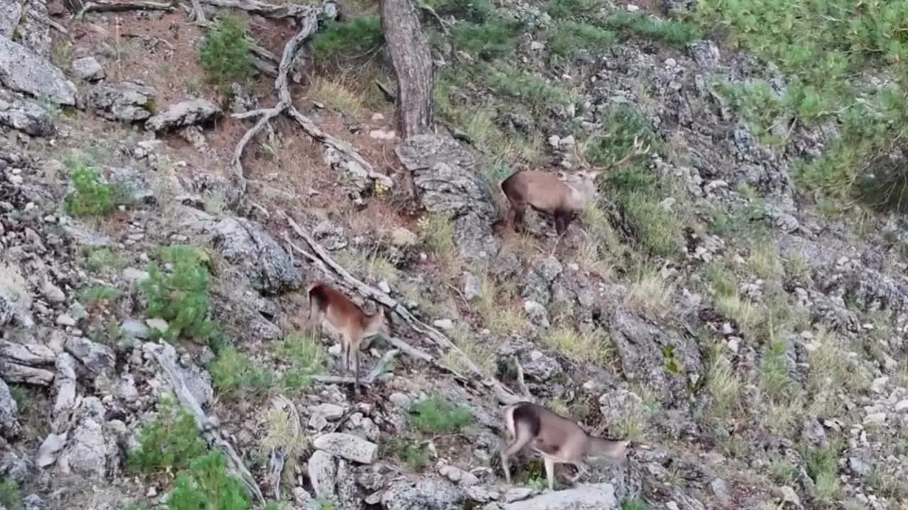 Akdağ’da kızıl geyikler termal dronla görüntülendi