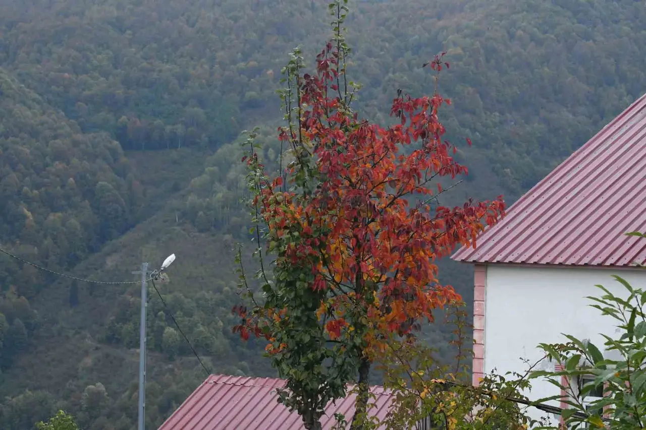 Dikmen Yaylası sonbaharın renklerine büründü