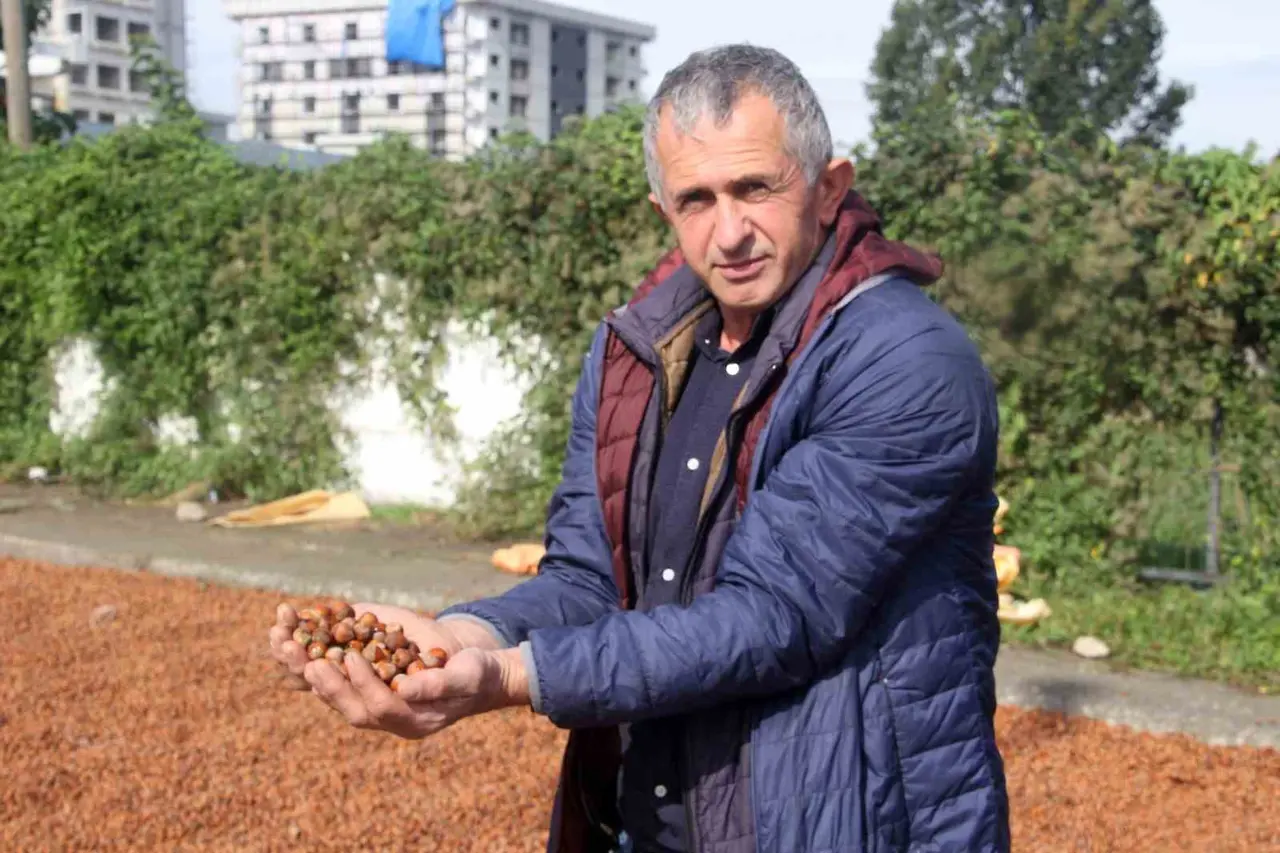 Üreticilerin zorlu fındık kurutma mesaisi: Bazı fındıklar çürümeye başladı