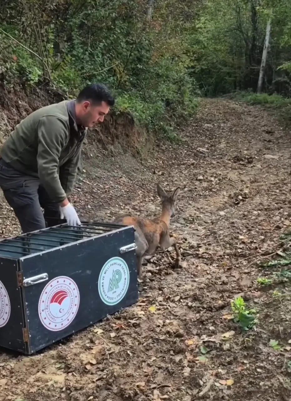 Tedavisi tamamlanan karaca doğal yaşam alanına salındı