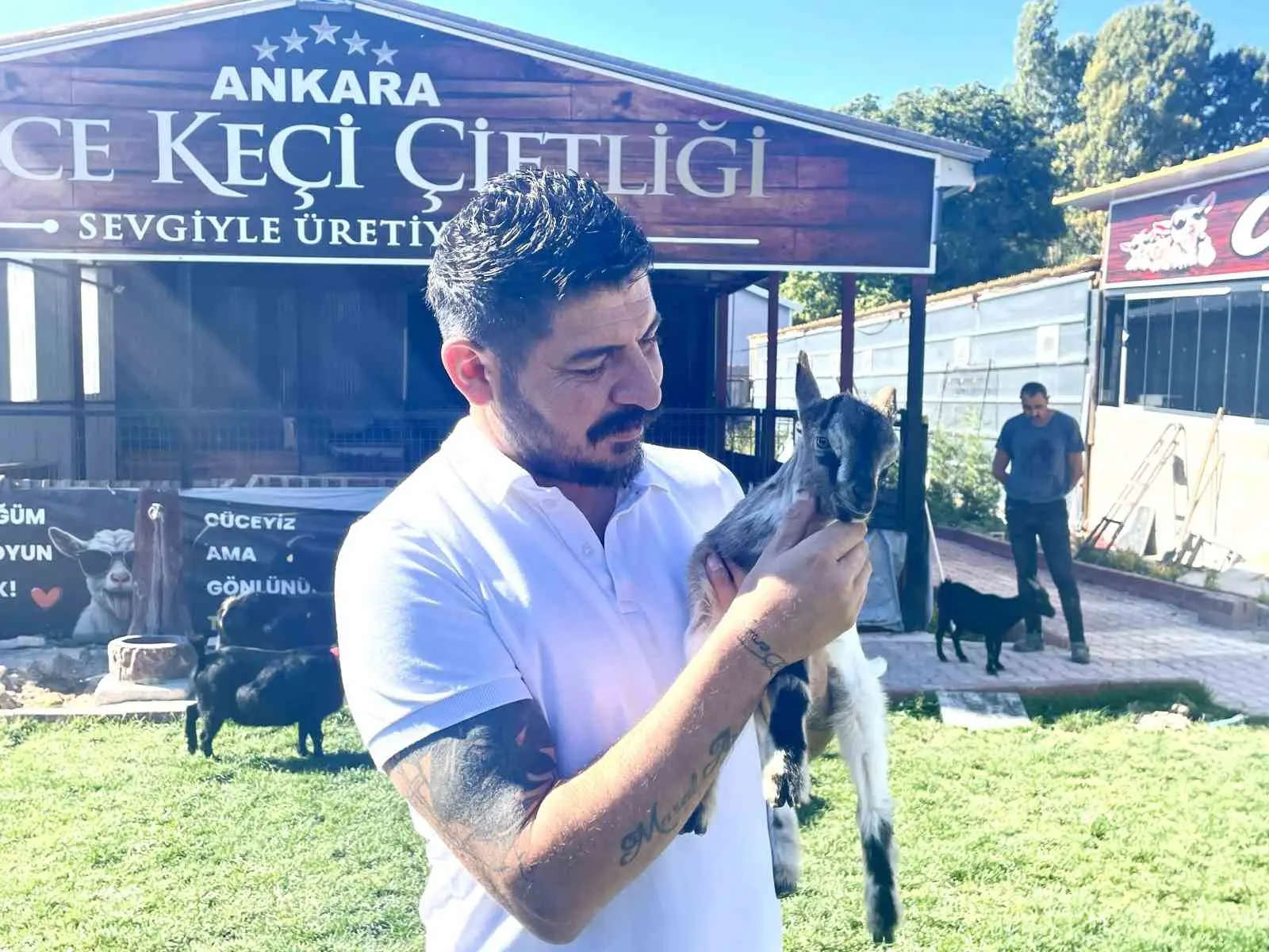 Türkiye’de cüce keçi için talep artıyor