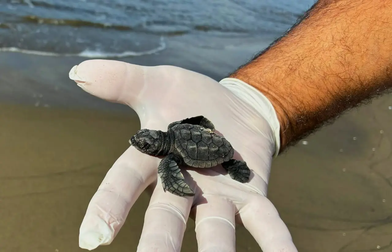 Aydın’da Caretta carettaların yavru çıkışları tamamlandı