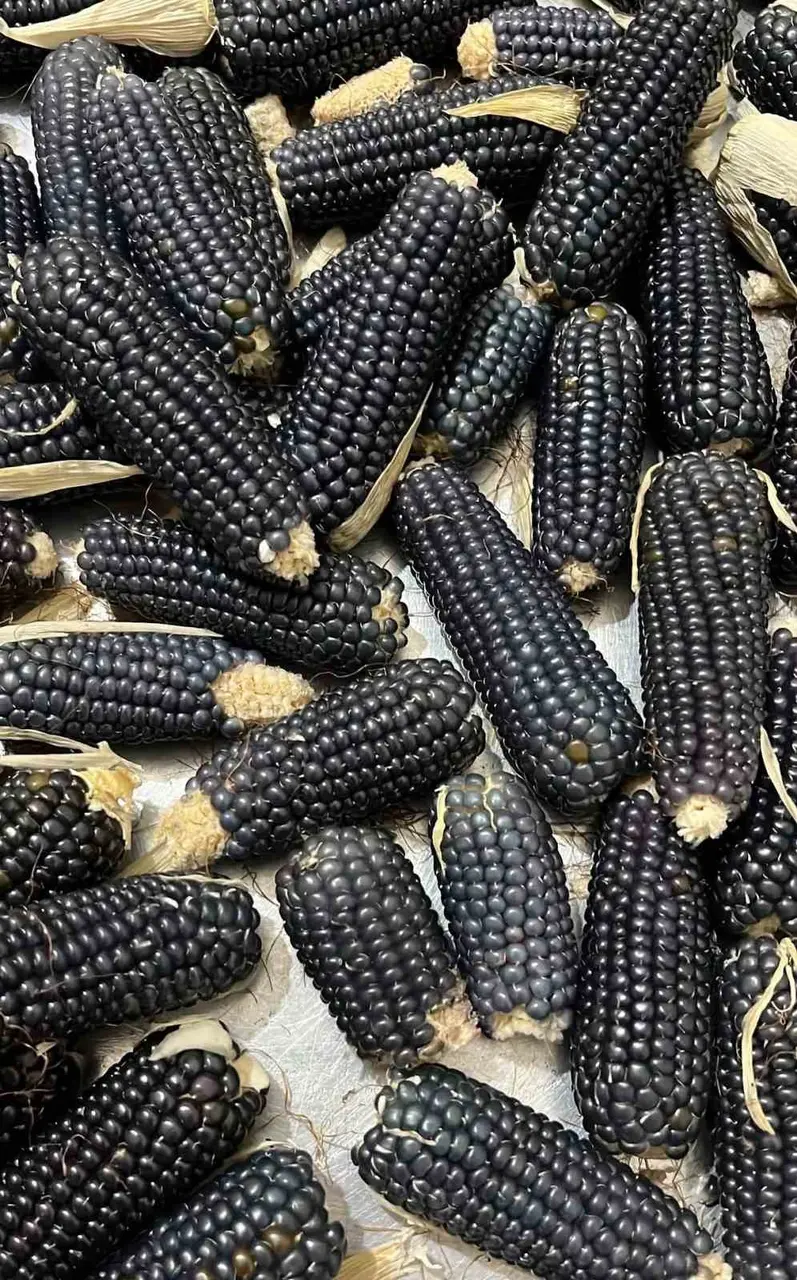 Oltu’nun mısırı da kehribarı gibi simsiyah
