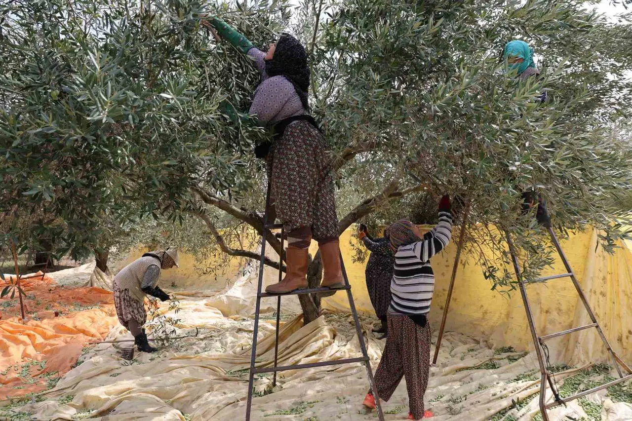 Aydın’da zeytin hasadı başladı