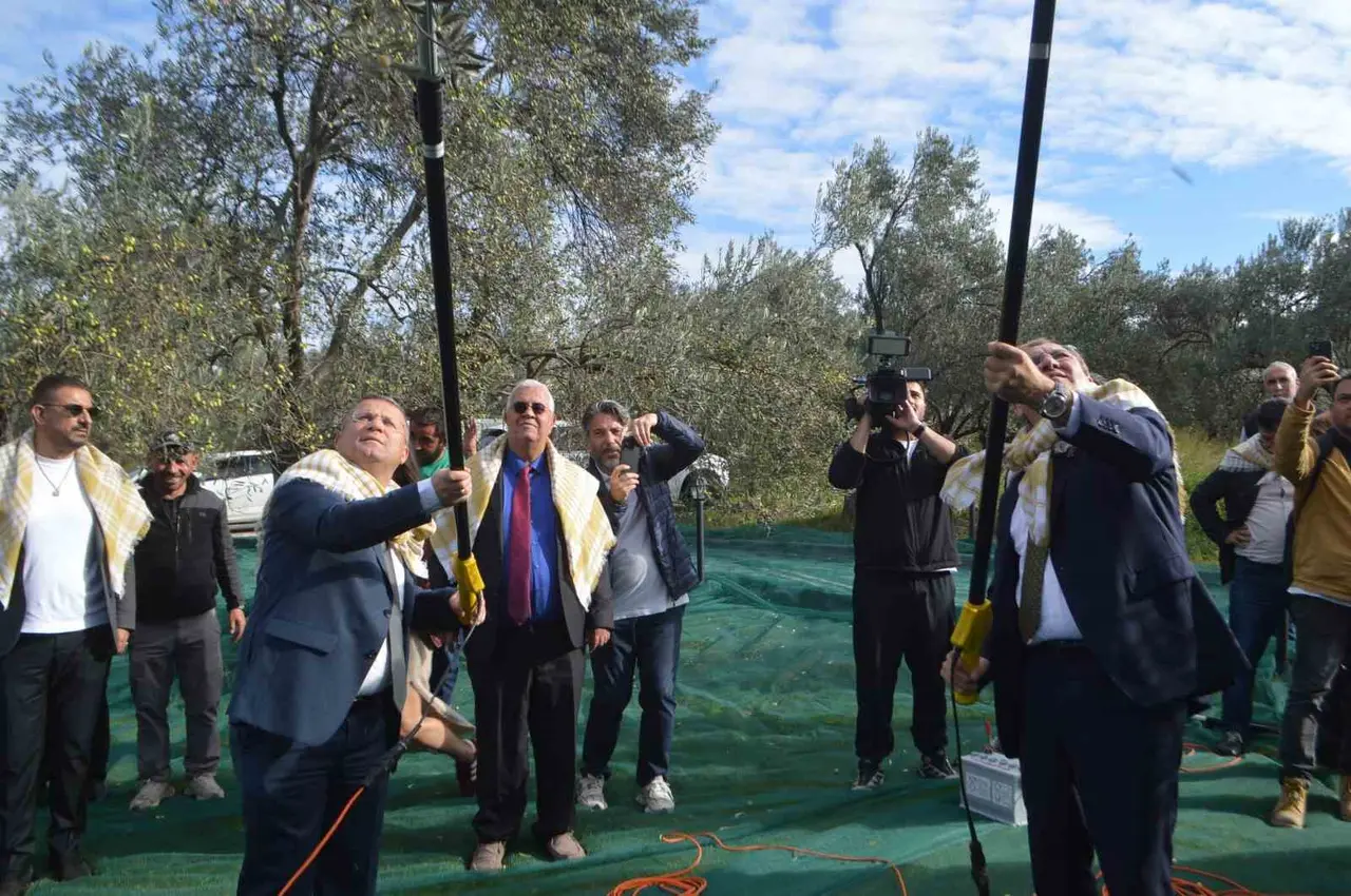 21. Uluslararası Zeytin Hasat ve Turizm Festivali’nde hasat yapıldı