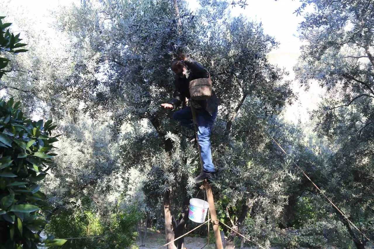Çoruh Vadisi’nde Butko zeytini hasadı başladı