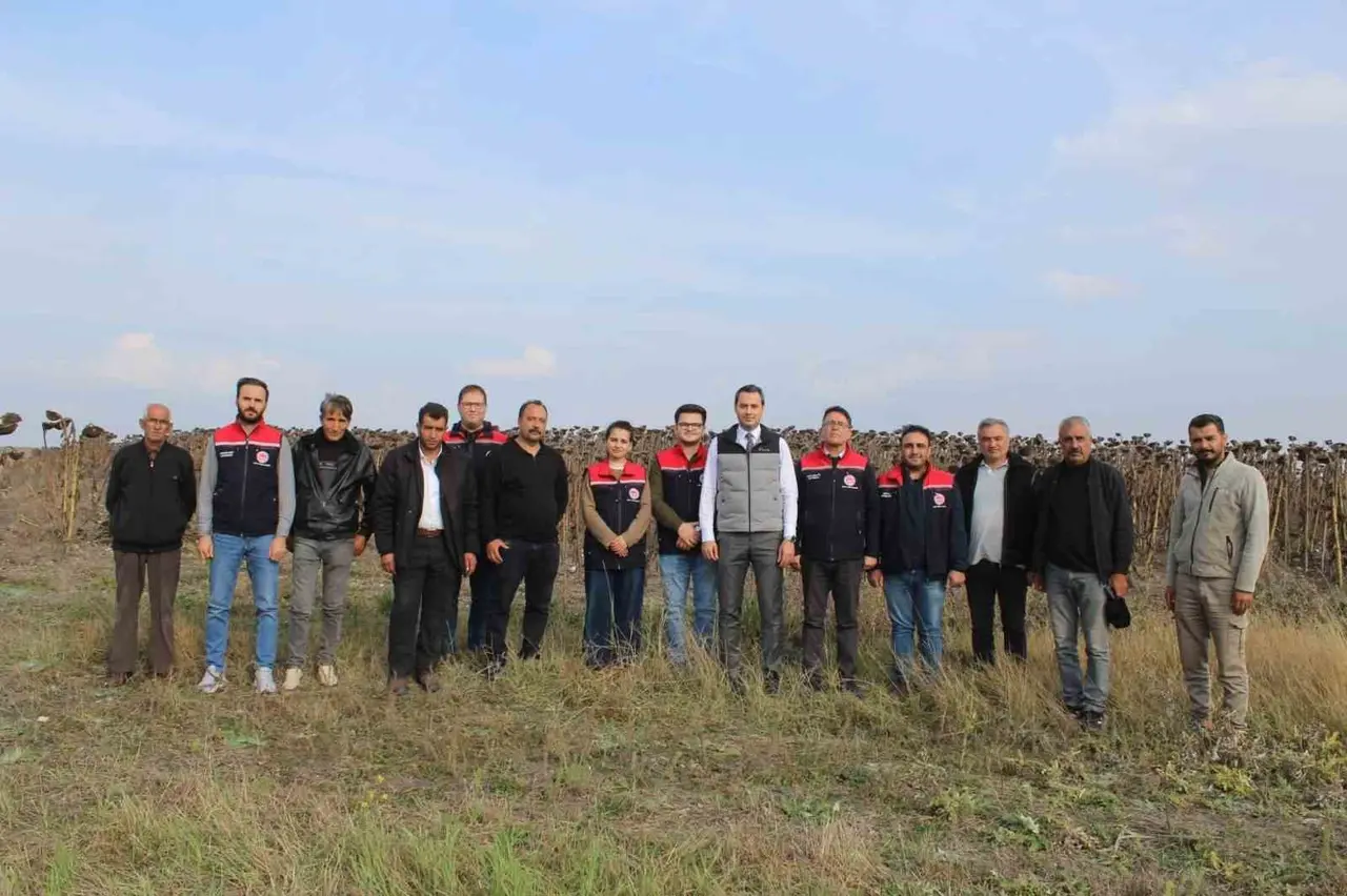 Selim’de 80 dönümlük tarlada ayçiçeği hasadı
