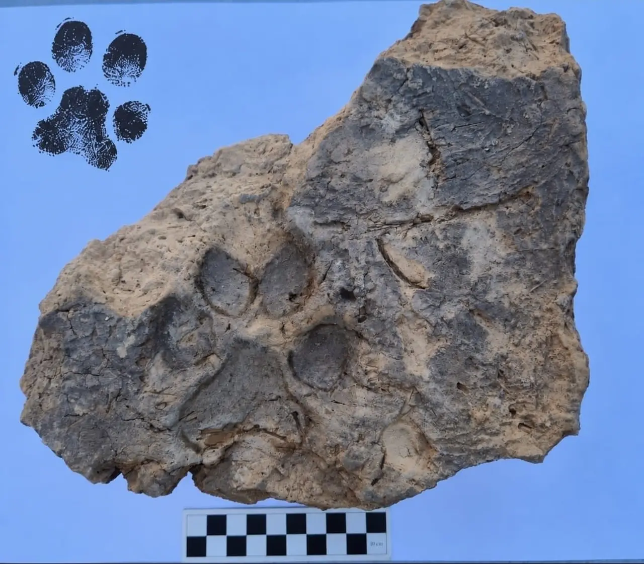 Tavşanlı Höyük’te 4 bin yıllık pati izi bulundu