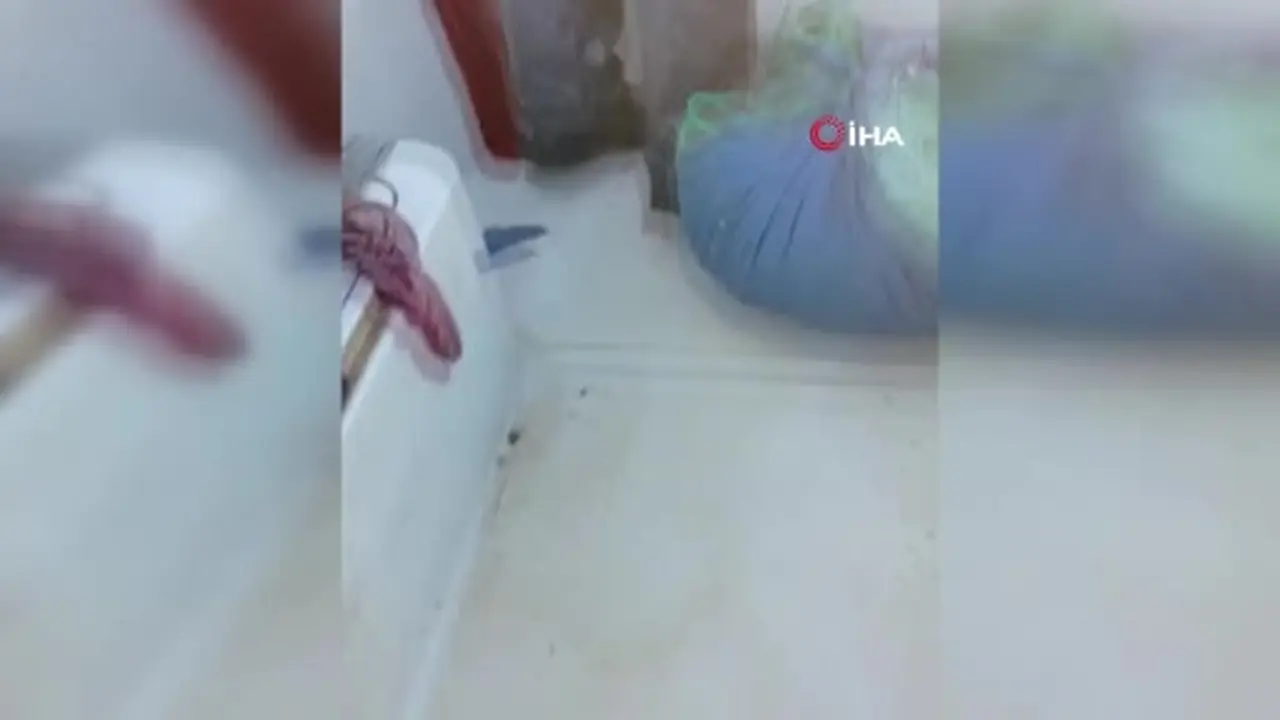 Balıkçılara barajda domuz sürprizi