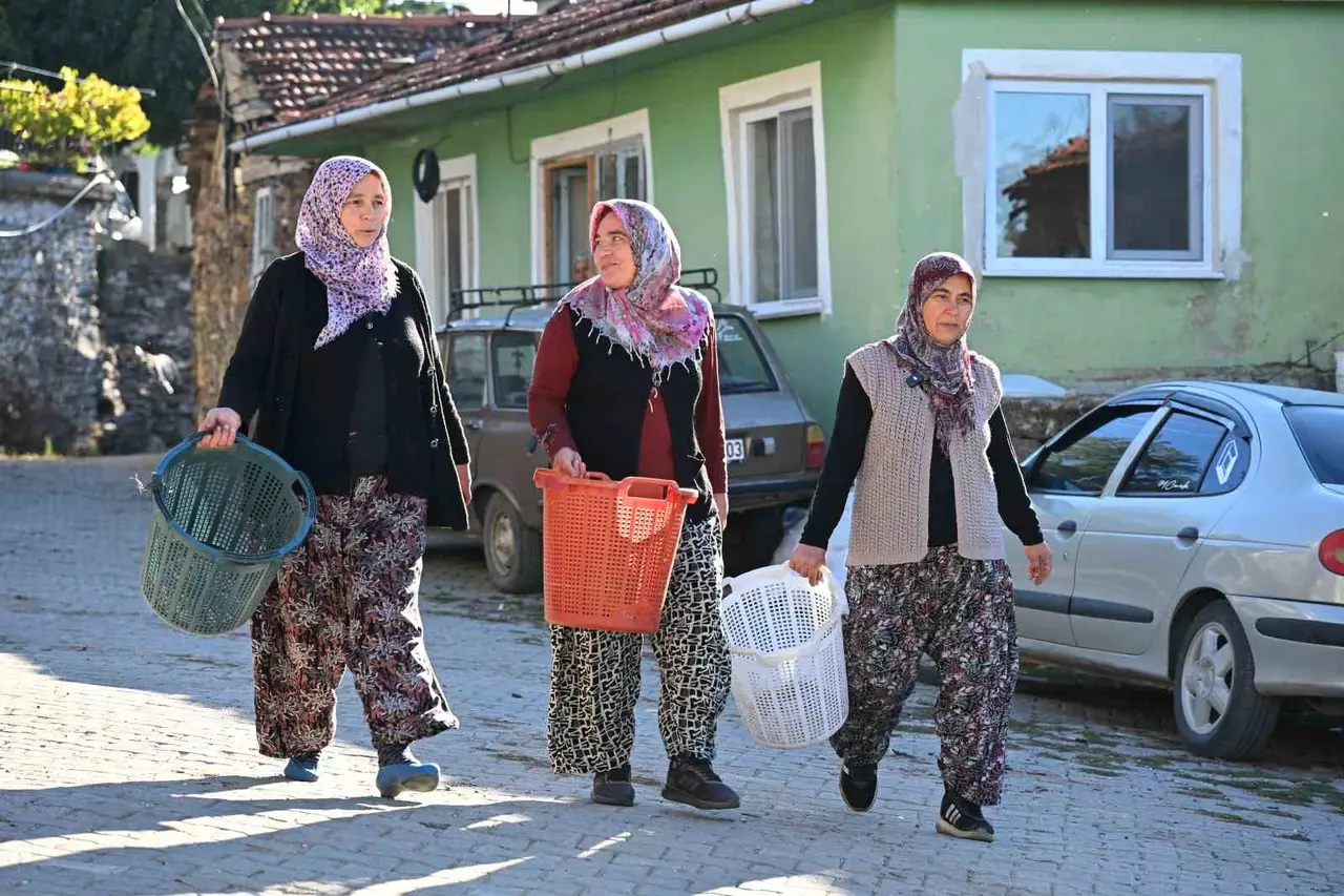 Demirci kestanesinde hasat başladı