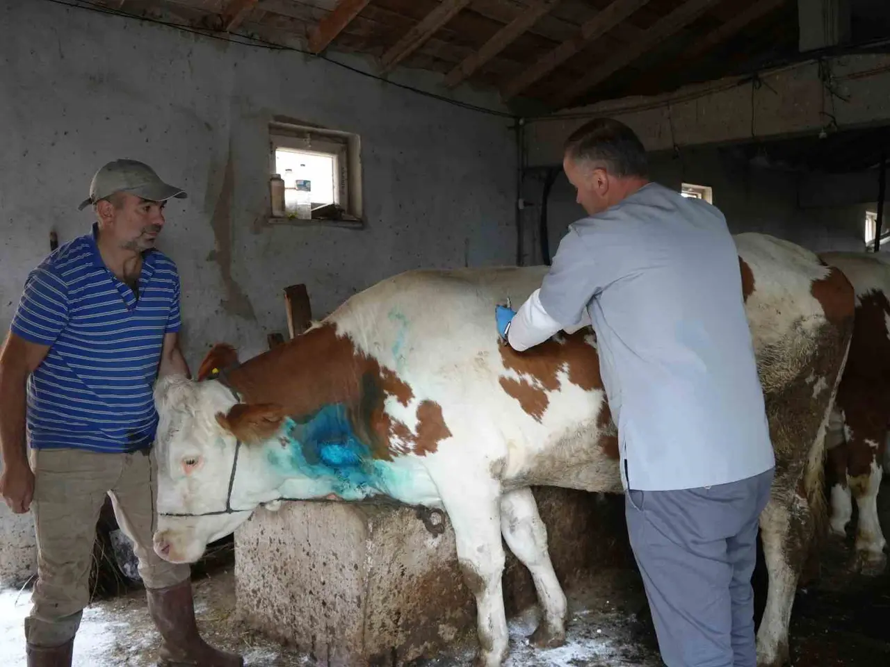 Yemek borusuna armut kaçan gebe inek, ameliyatla kurtarıldı