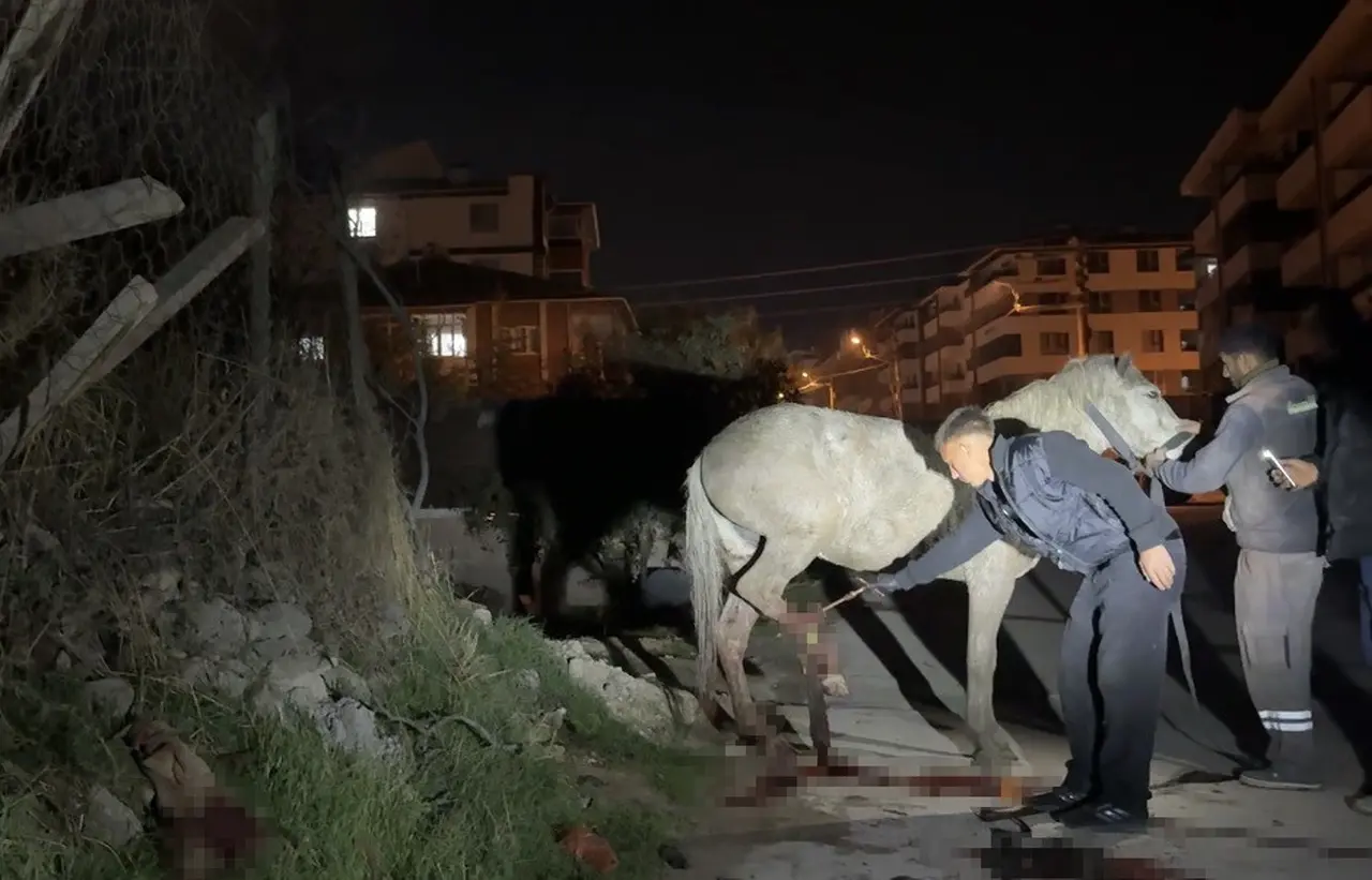 Kanalizasyon kuyusuna düşen at, tedavi edildikten sonra koruma altına alındı