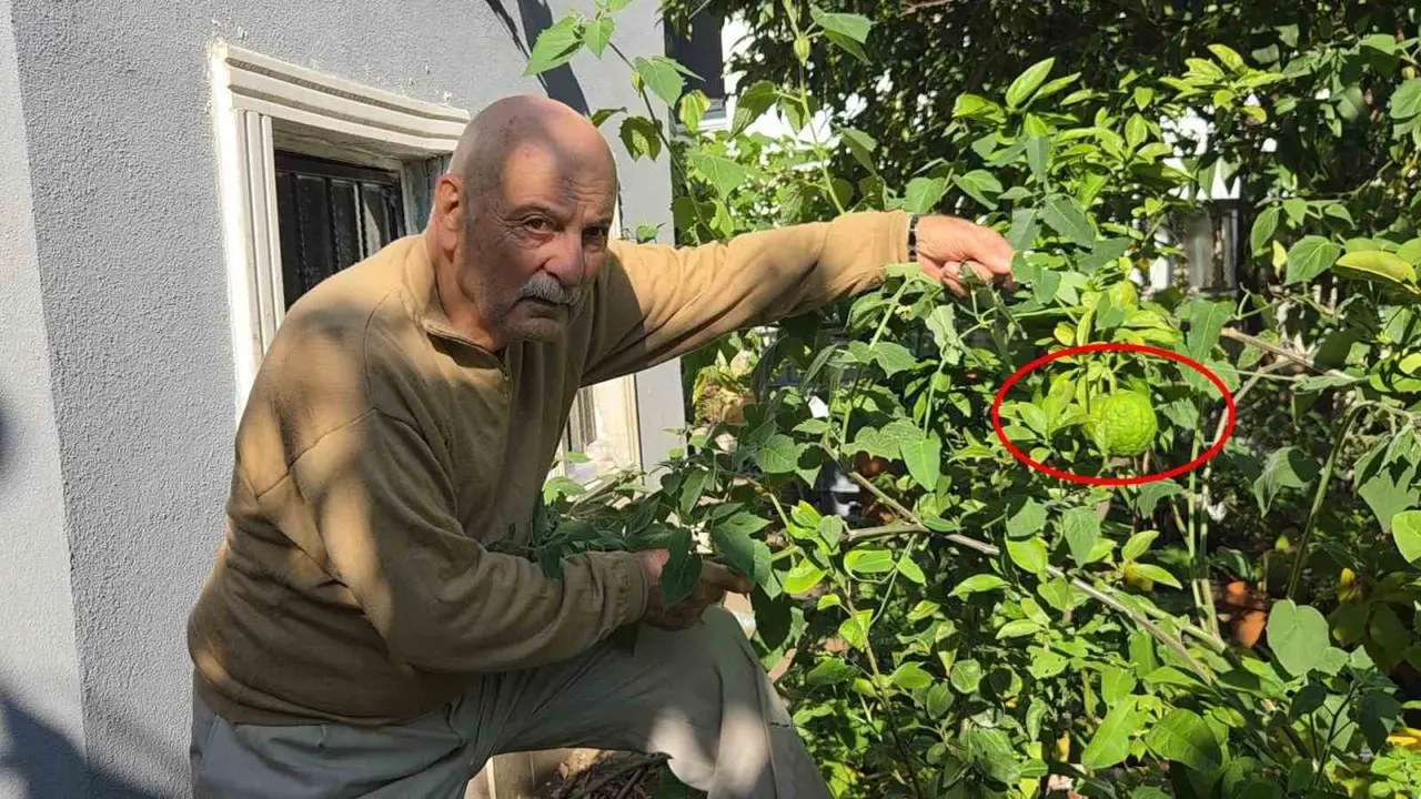Ağaç kavununa benzeyen pomelo Karadeniz’de meyve verdi