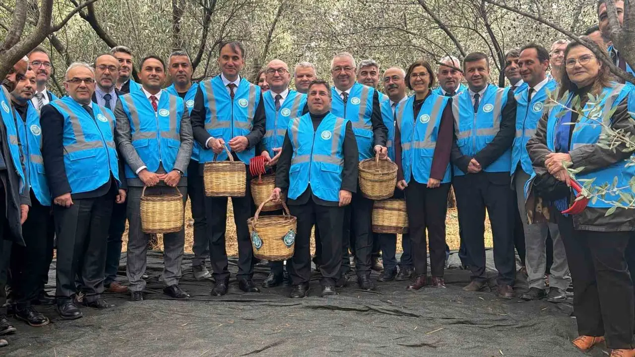 Edremit’te Akademik Zeytin Hasat Şenliği düzenlendi