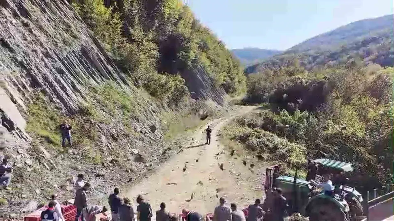 Sinop’ta 550 sülün doğaya salındı