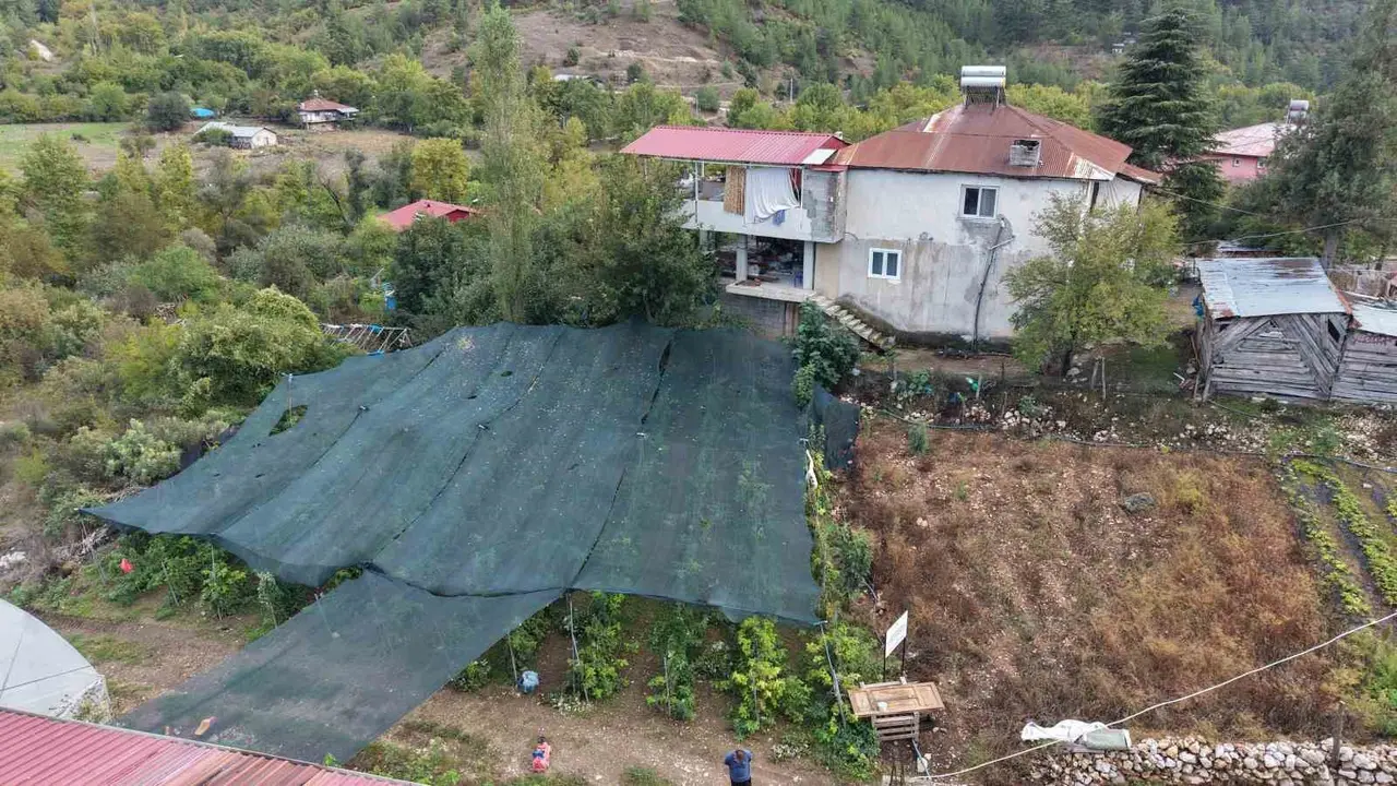 Saimbeyli’de ilk kez yetiştirdi, kilosunu 500 liradan satıyor